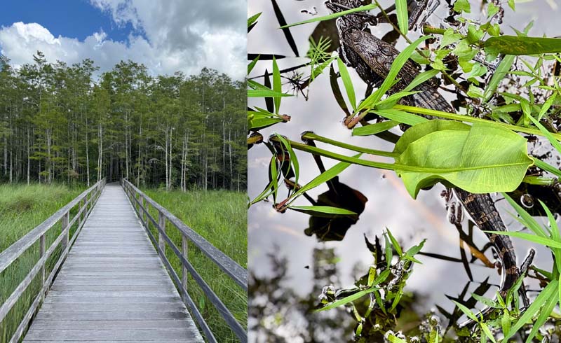 Floridas Paradise Coast