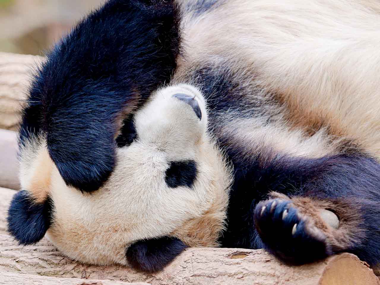 Chengdu