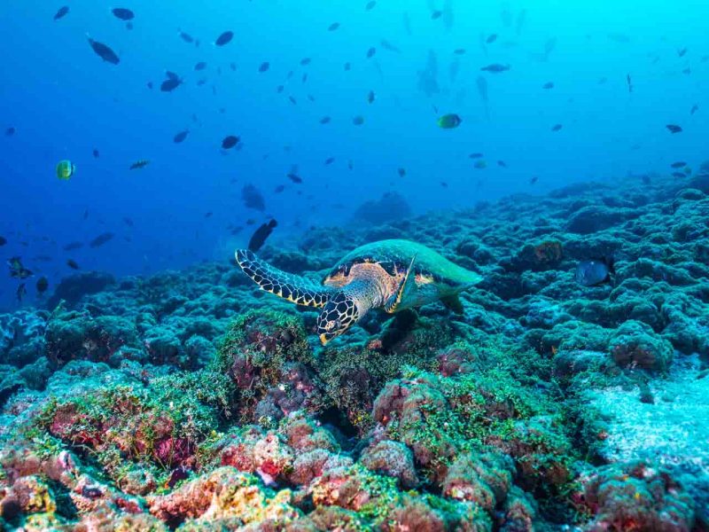 Kandima Maldives